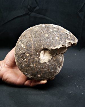 Amonite fósil completo de gran tamaño