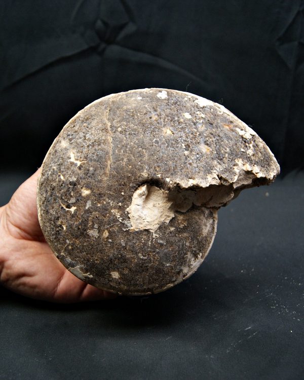 SONY DSC Amonite fósil completo de gran tamaño