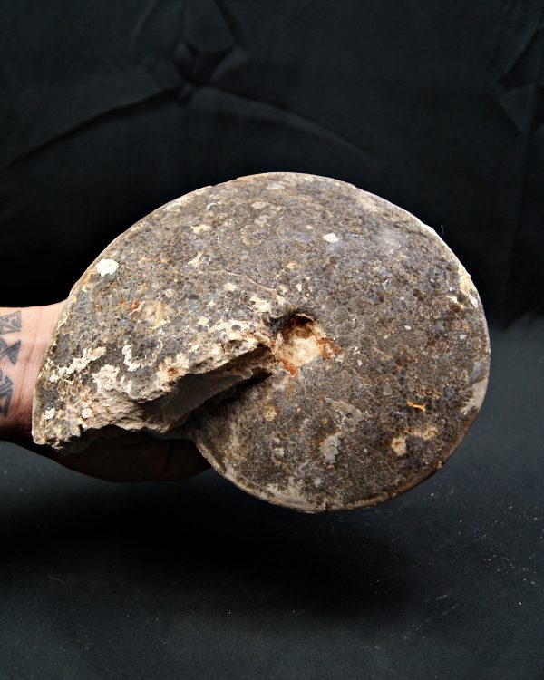 SONY DSC Amonite fósil completo de gran tamaño