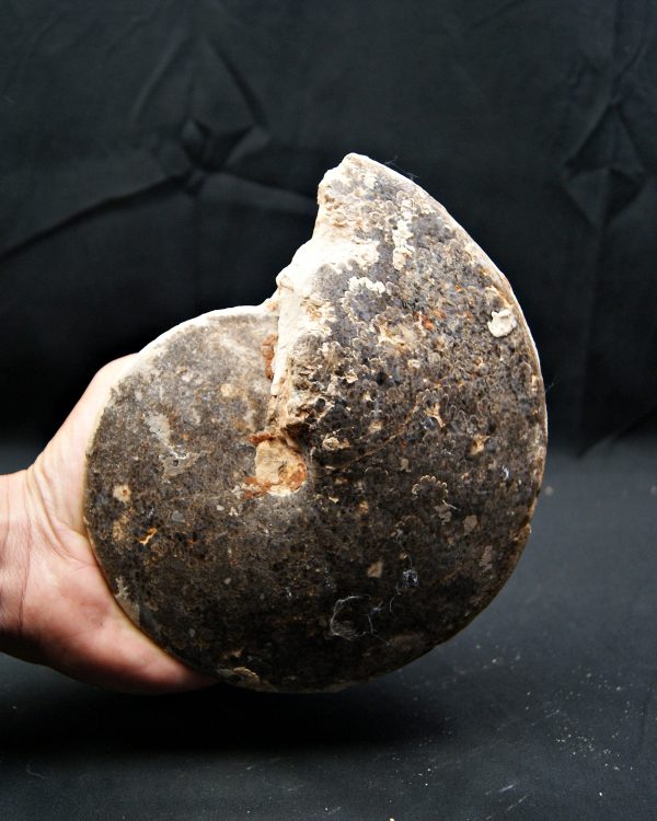 SONY DSC Amonite fósil completo de gran tamaño