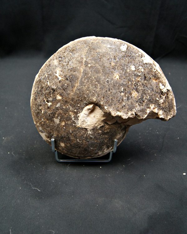 SONY DSC Amonite fósil completo de gran tamaño