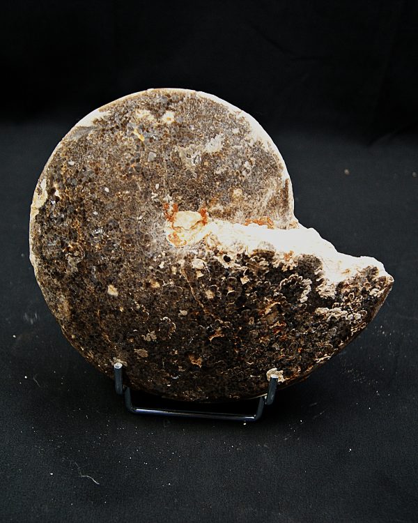 SONY DSC Amonite fósil completo de gran tamaño