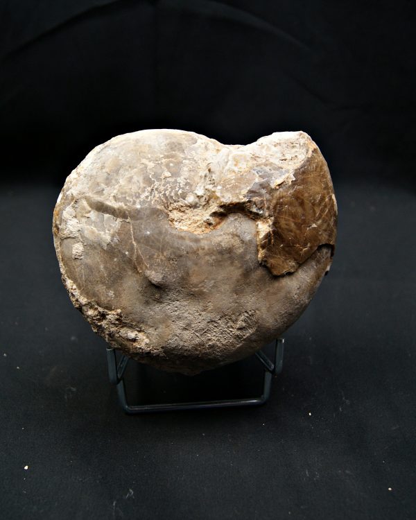 SONY DSC Amonite Ejemplar raro de Goulmima