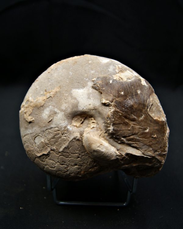 SONY DSC Amonite Ejemplar raro de Goulmima