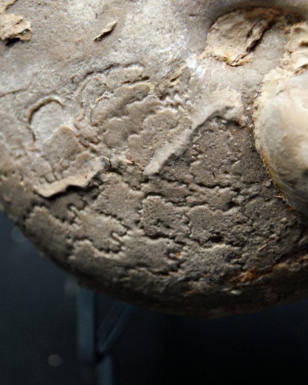 SONY DSC Amonite Ejemplar raro de Goulmima