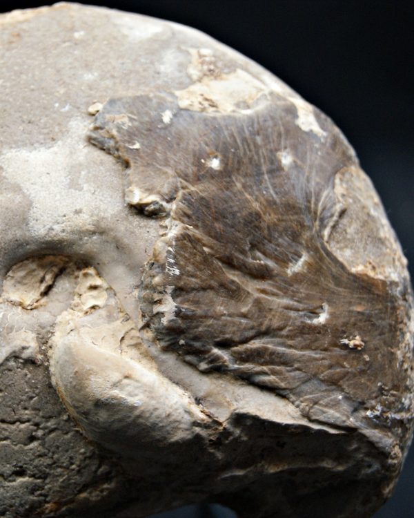 SONY DSC Amonite Ejemplar raro de Goulmima