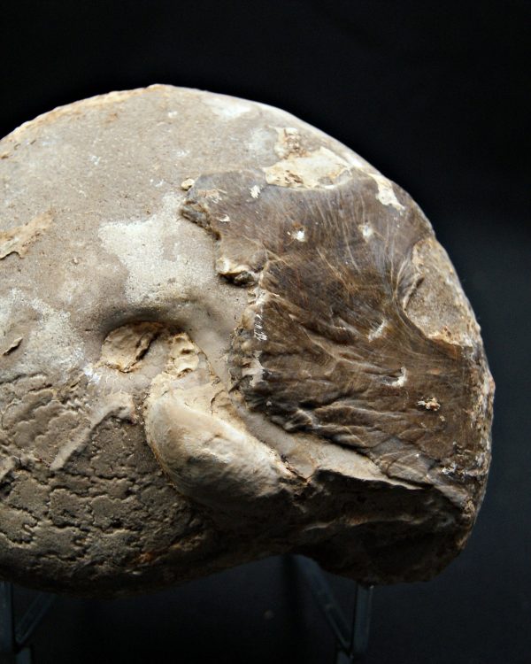 SONY DSC Amonite Ejemplar raro de Goulmima