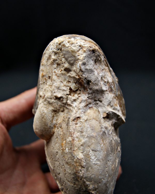 SONY DSC Amonite Ejemplar raro de Goulmima