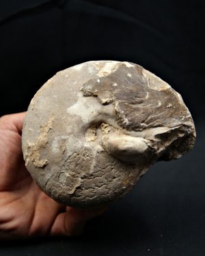 Amonite Ejemplar raro de Goulmima