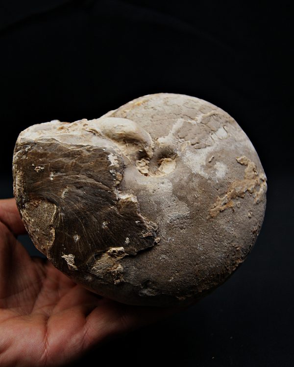 SONY DSC Amonite Ejemplar raro de Goulmima