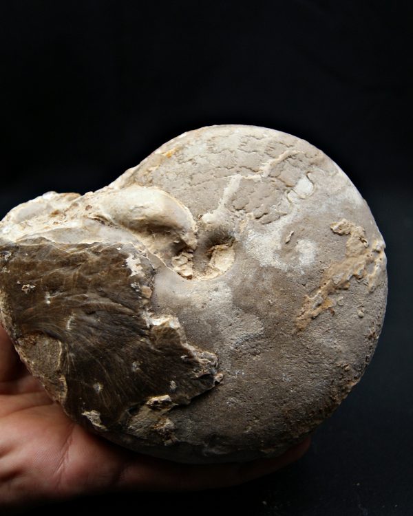 SONY DSC Amonite Ejemplar raro de Goulmima