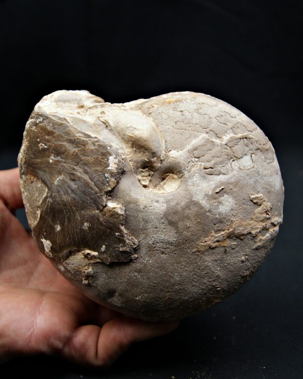 SONY DSC Amonite Ejemplar raro de Goulmima