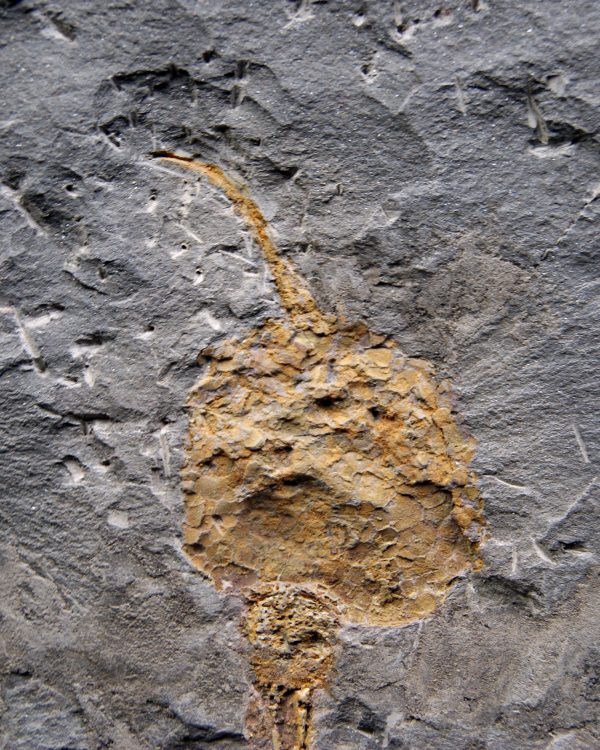 Carpoideo fósil raro