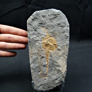 Carpoideo fósil raro