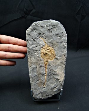 Carpoideo fósil raro