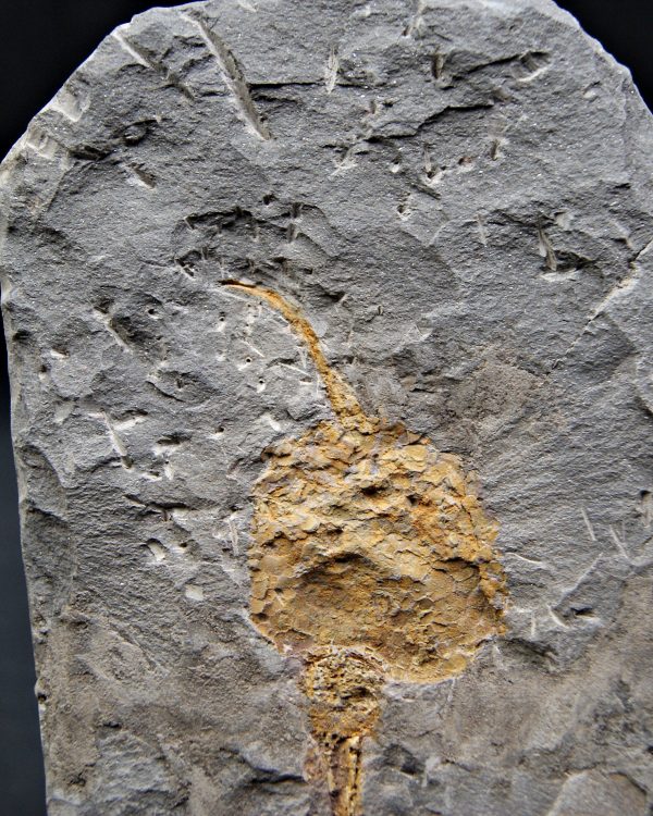 SONY DSC Carpoideo fósil raro