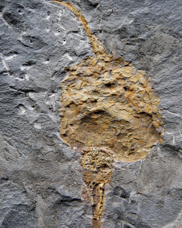 SONY DSC Carpoideo fósil raro