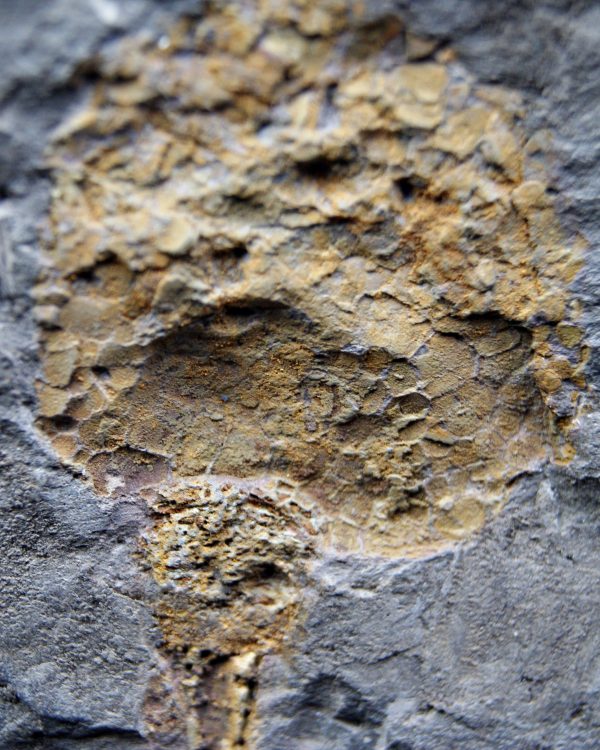 SONY DSC Carpoideo fósil raro