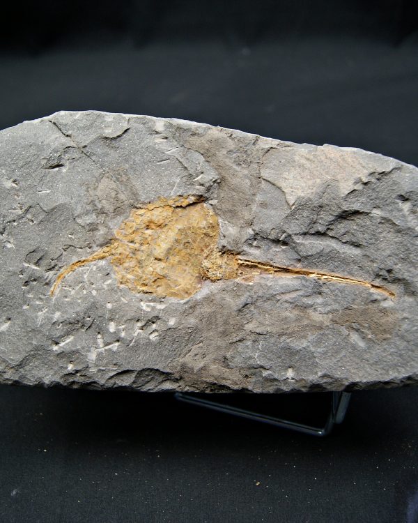 SONY DSC Carpoideo fósil raro