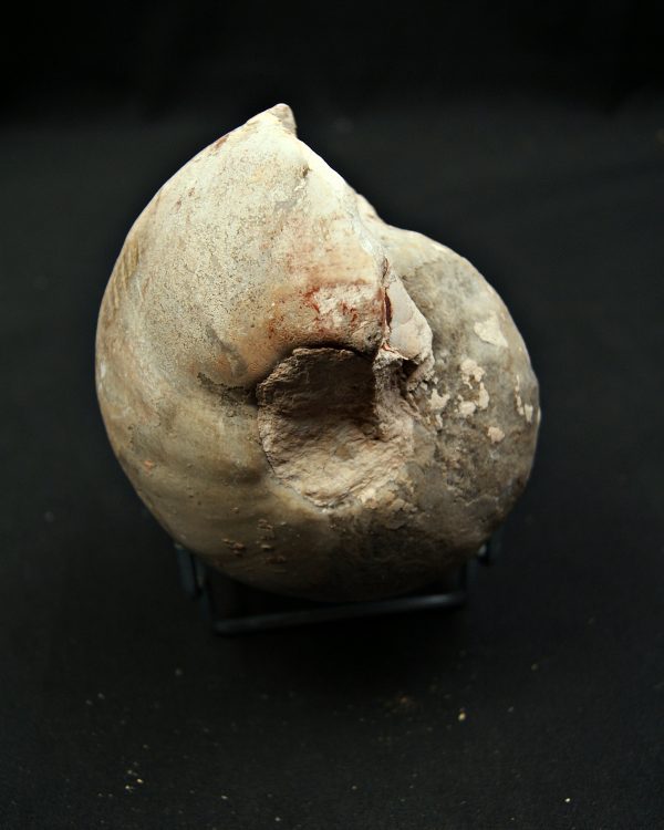 SONY DSC Nautilus fósil completo