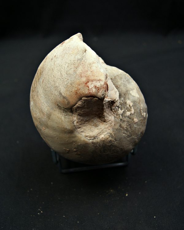 SONY DSC Nautilus fósil completo