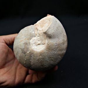 Nautilus fósil completo