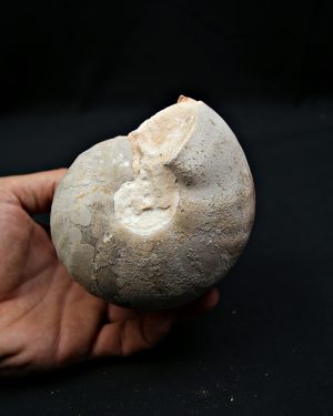 Nautilus fósil completo