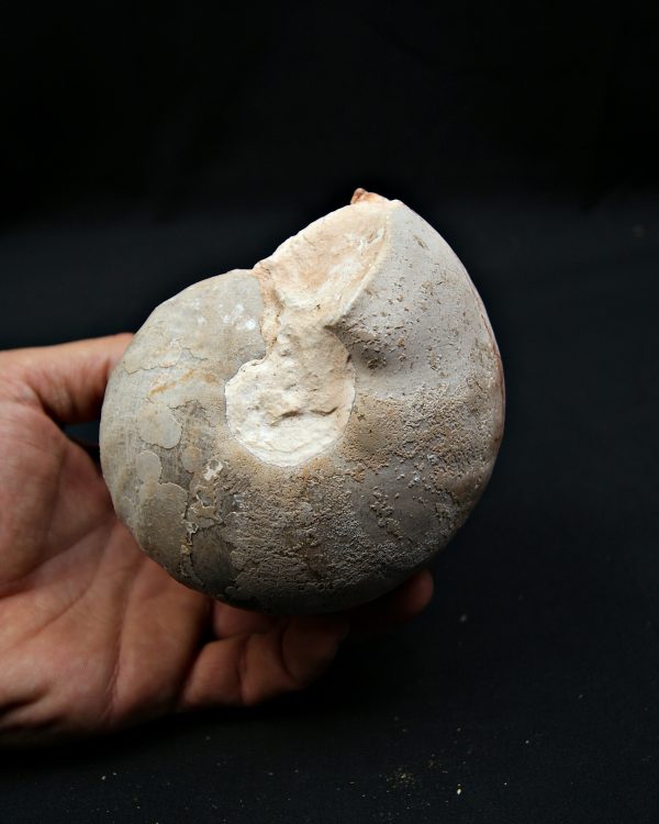 SONY DSC Nautilus fósil completo