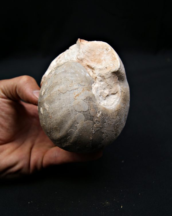 SONY DSC Nautilus fósil completo