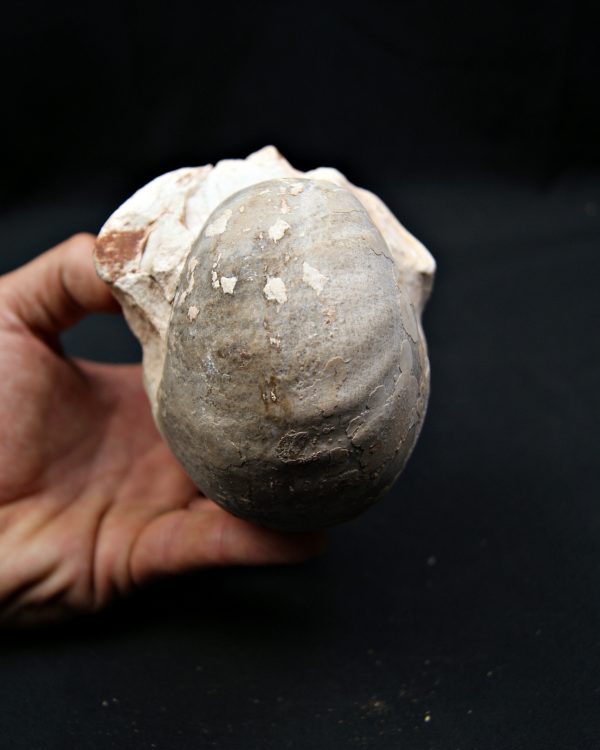 SONY DSC Nautilus fósil completo