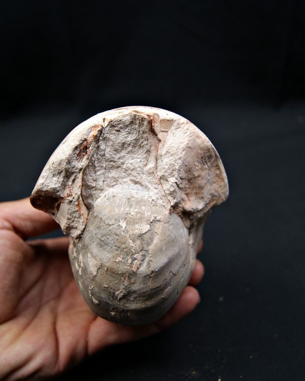 SONY DSC Nautilus fósil completo