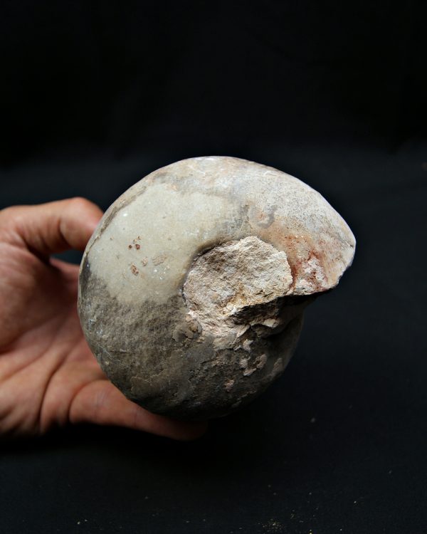 SONY DSC Nautilus fósil completo