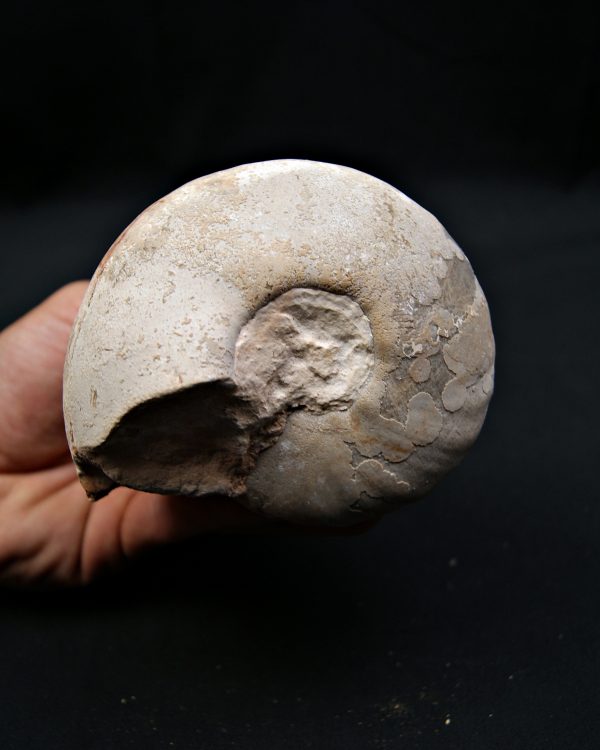 SONY DSC Nautilus fósil completo