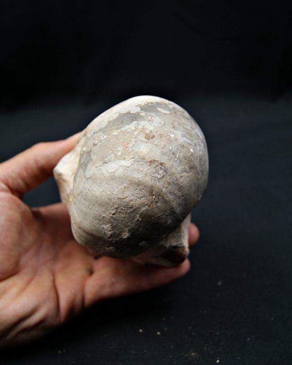 SONY DSC Nautilus fósil completo