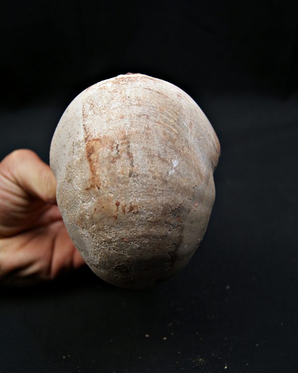 SONY DSC Nautilus fósil completo