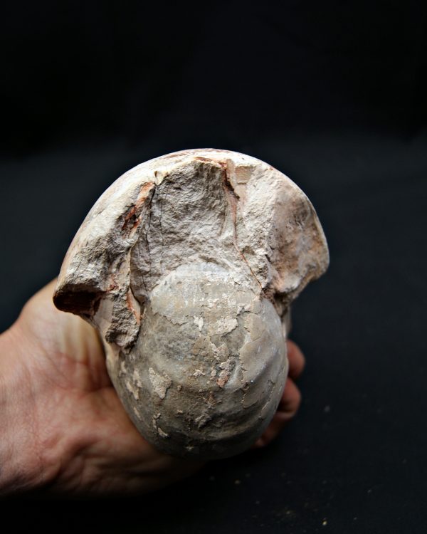 SONY DSC Nautilus fósil completo