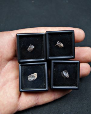 Diente de Edmontosaurus de Hell Creek