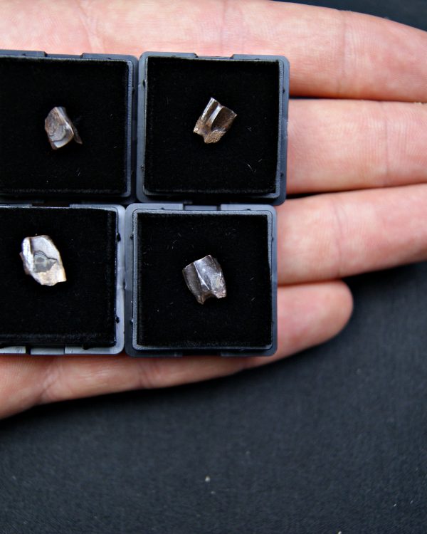 Diente de Edmontosaurus de Hell Creek