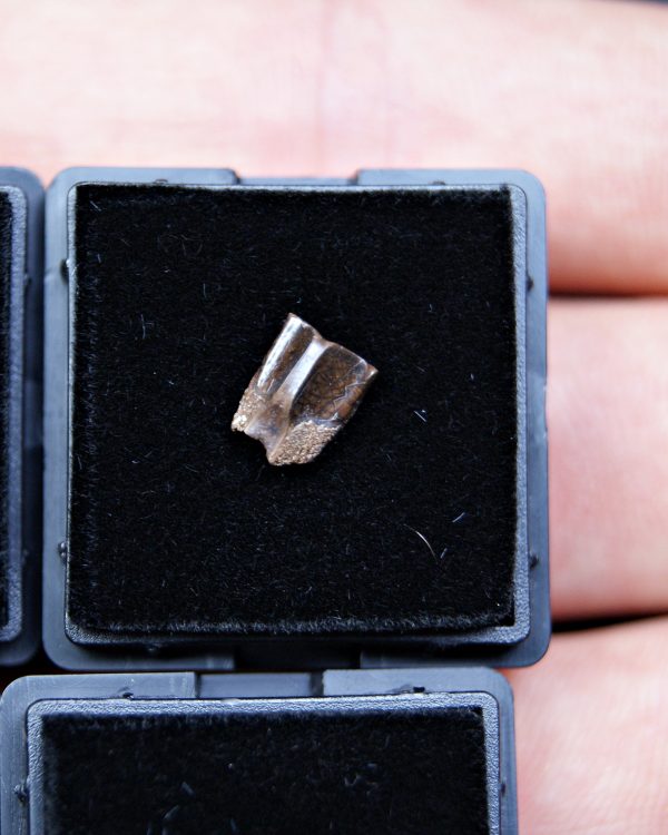 Diente de Edmontosaurus de Hell Creek