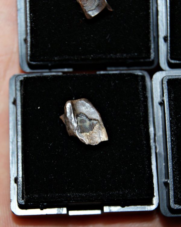 Diente de Edmontosaurus de Hell Creek