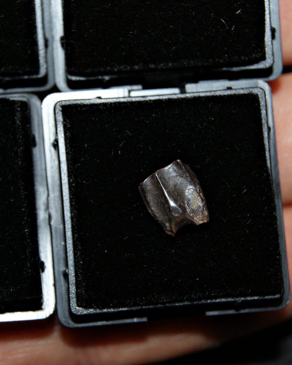 Diente de Edmontosaurus de Hell Creek