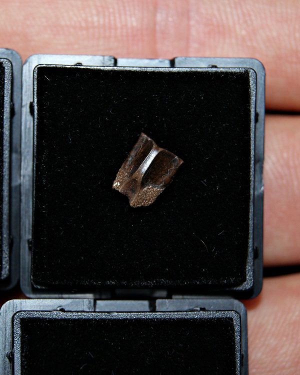 Diente de Edmontosaurus de Hell Creek