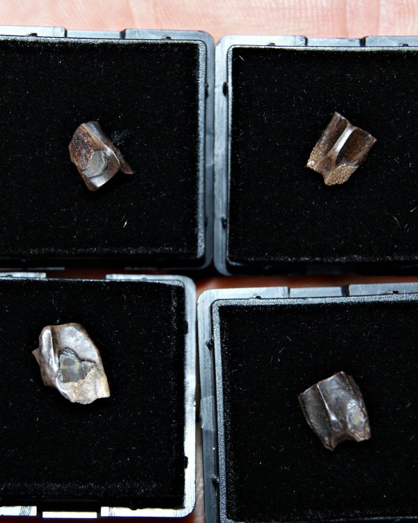 Diente de Edmontosaurus de Hell Creek