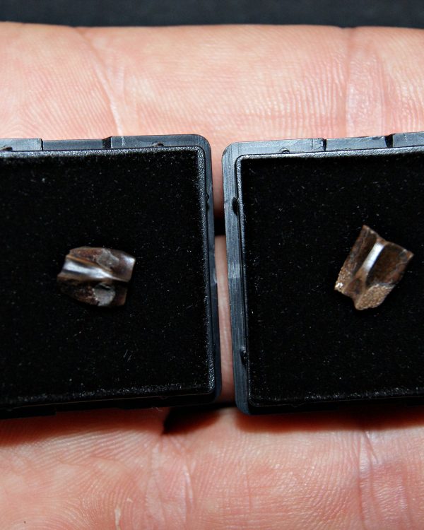 Dientes de Edmontosaurus de Hell Creek