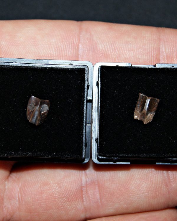 Dientes de Edmontosaurus de Hell Creek