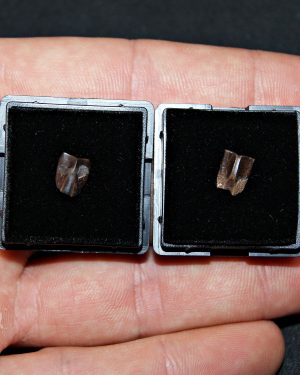 Dientes de Edmontosaurus de Hell Creek