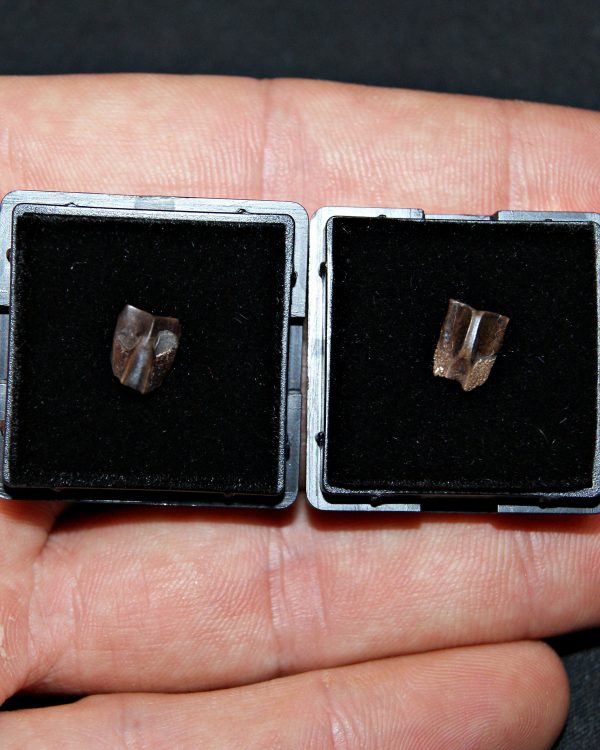 Dientes de Edmontosaurus de Hell Creek