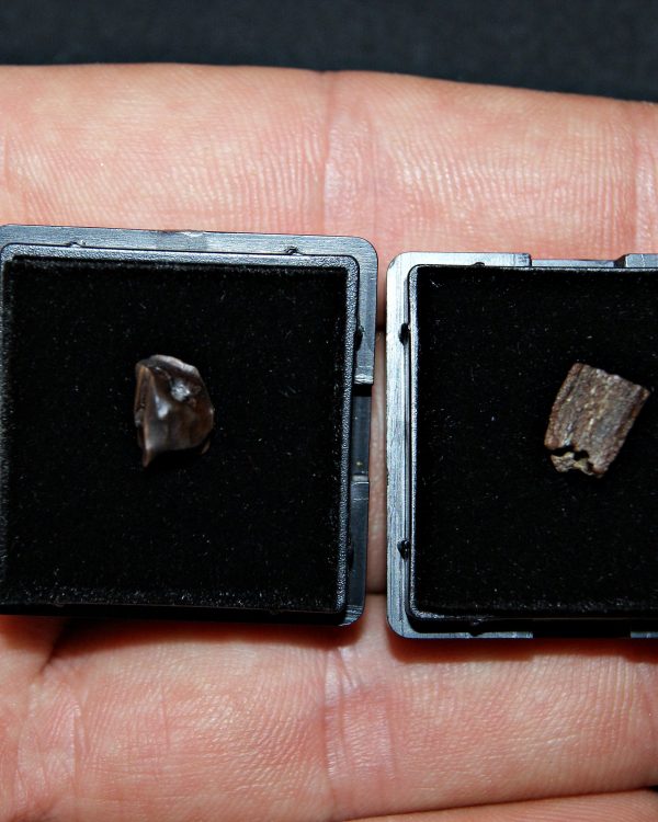 Dientes de Edmontosaurus de Hell Creek