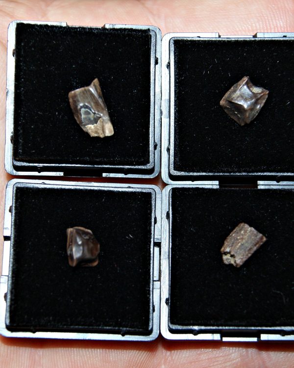 Diente de Edmontosaurus de Hell Creek