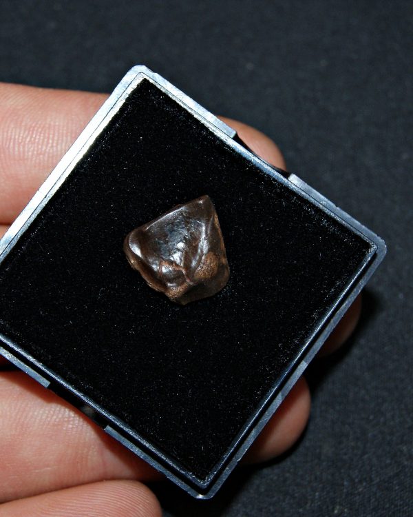 Triceratops de Hell Creek